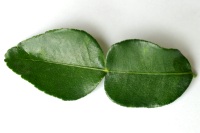 Lime Leaves