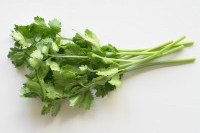 Coriander