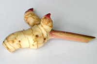 Galangal