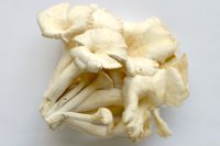 Oyster Mushrooms