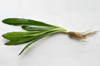 Long Coriander